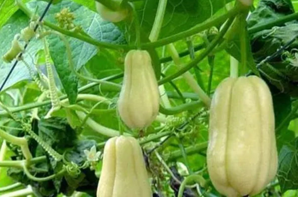 盆栽櫛瓜技巧 盆栽櫛瓜技巧