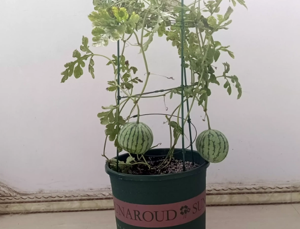 盆栽櫛瓜技巧 盆栽櫛瓜技巧