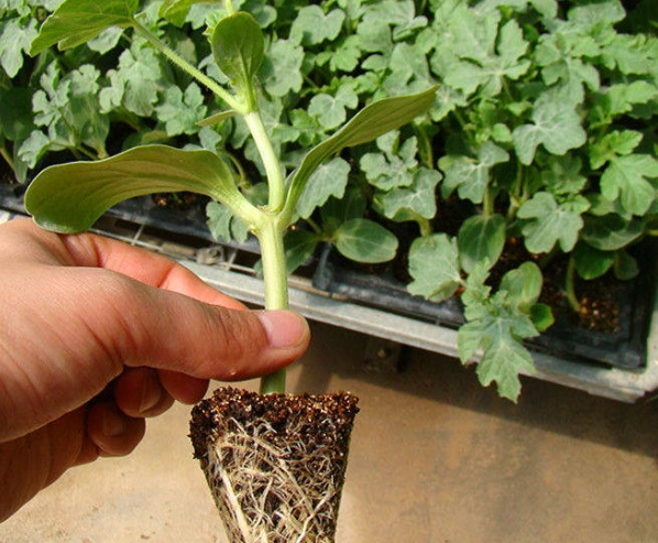 陽台種櫛瓜 陽台種櫛瓜