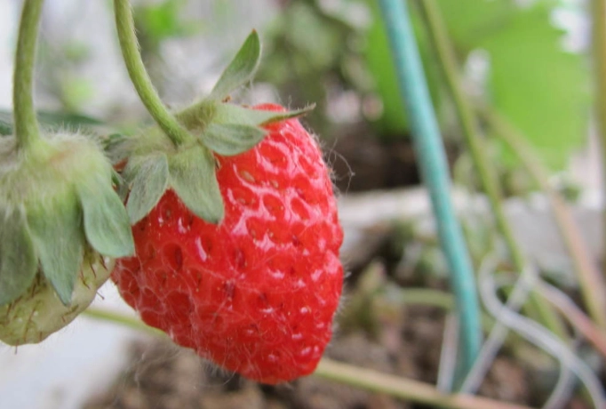 草莓栽培技巧