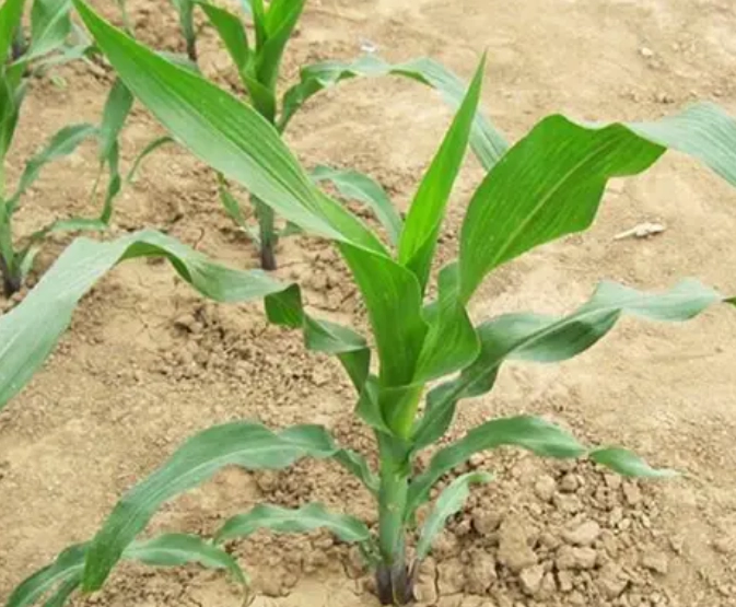 玉米側芽處理 玉米側芽處理
