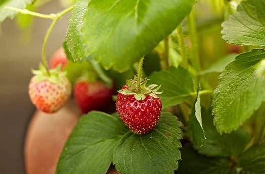 草莓種植方法