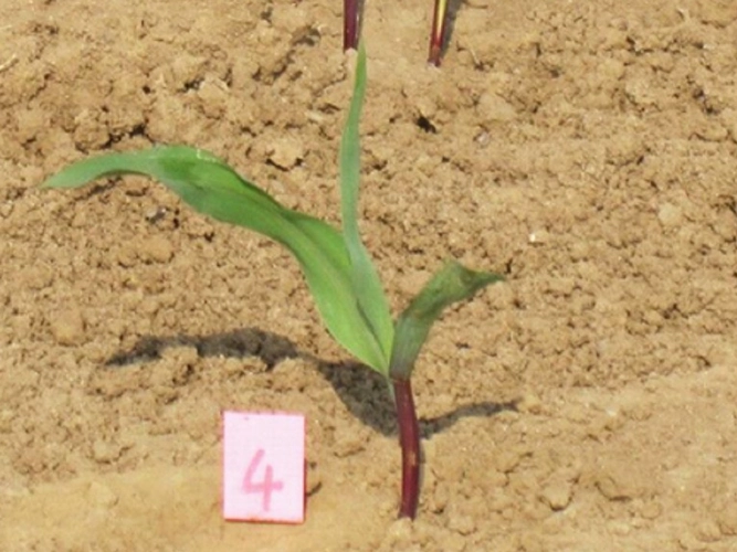 玉米側芽影響 玉米側芽影響