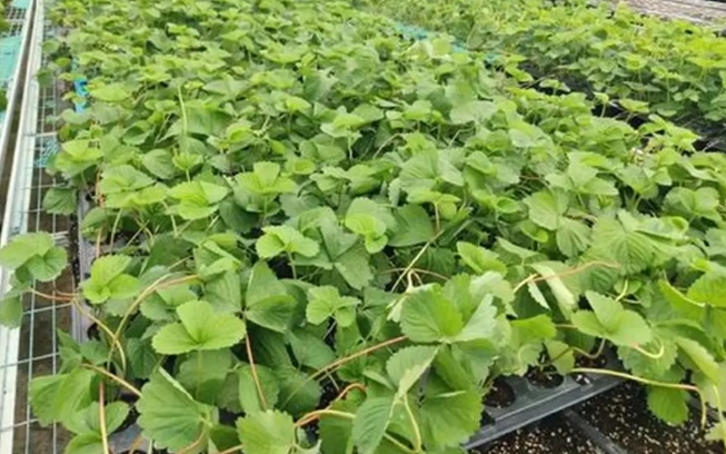 草莓育苗技巧
