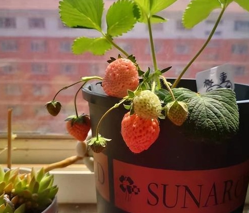 草莓盆栽種植