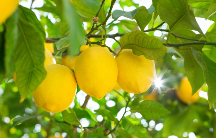 檸檬樹結果時間