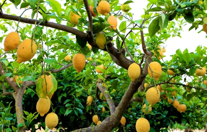 檸檬樹修剪時間