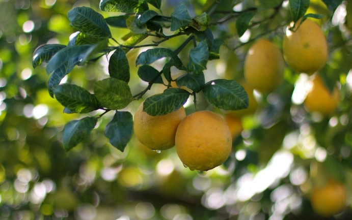 檸檬樹不開花原因