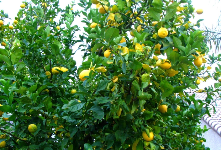 檸檬樹修剪技巧