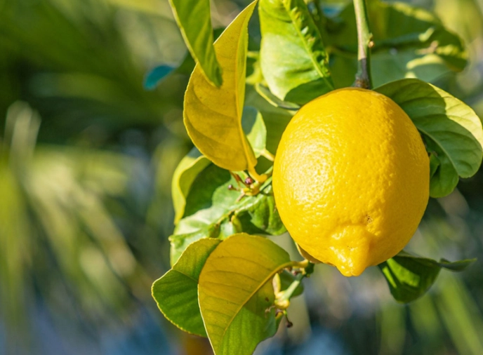檸檬樹修剪方法