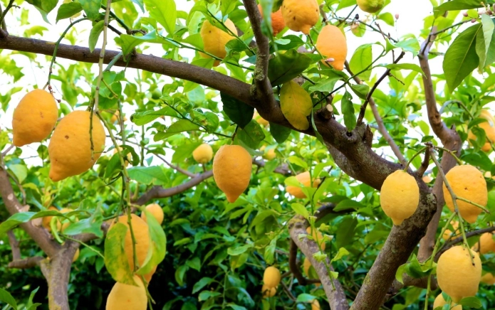 檸檬樹開花方法