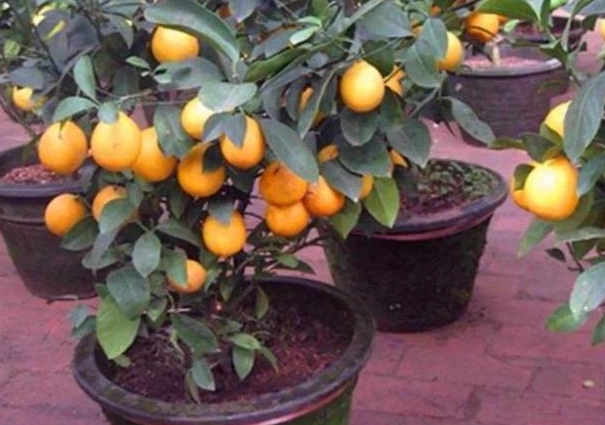 檸檬樹修剪方法