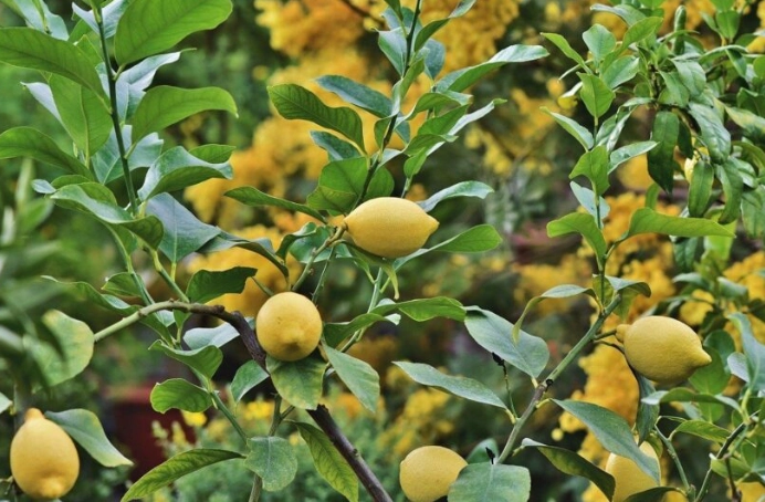 檸檬樹種植技巧