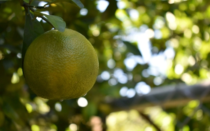 檸檬樹種植技巧