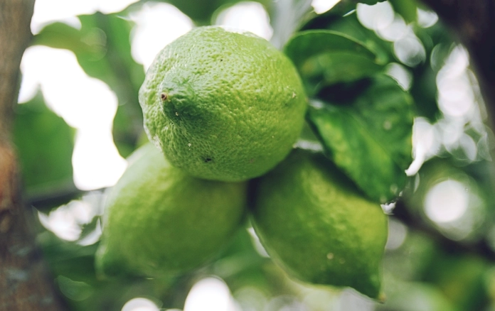 盆栽檸檬樹養護