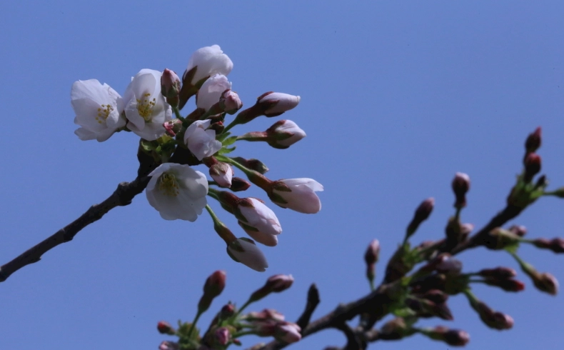 延長櫻花樹壽命