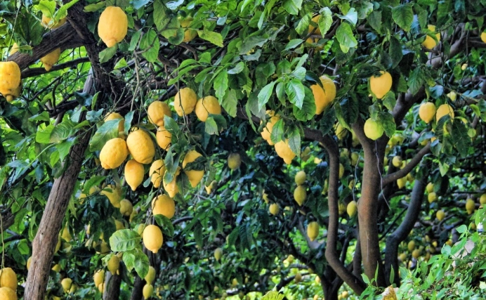檸檬樹結果時間
