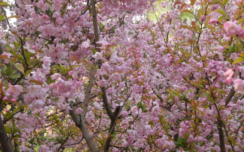 延長櫻花樹壽命