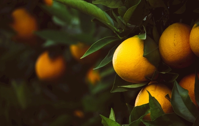 盆栽檸檬樹結果