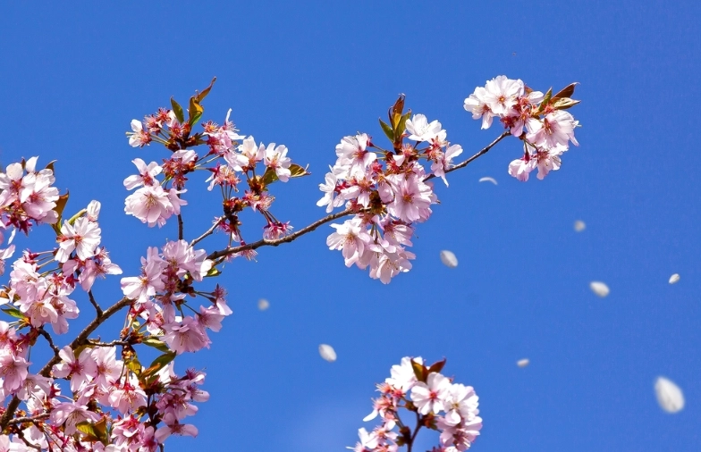 延長櫻花樹壽命