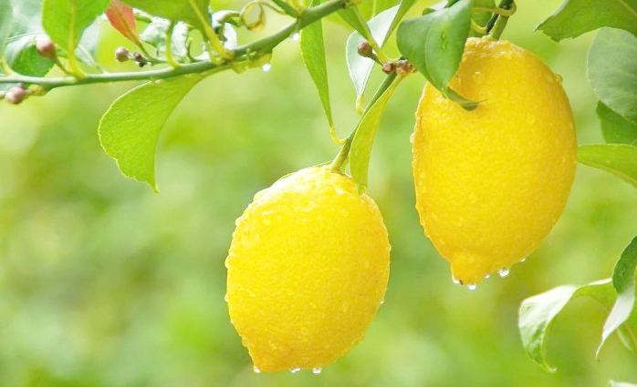 盆栽檸檬樹結果