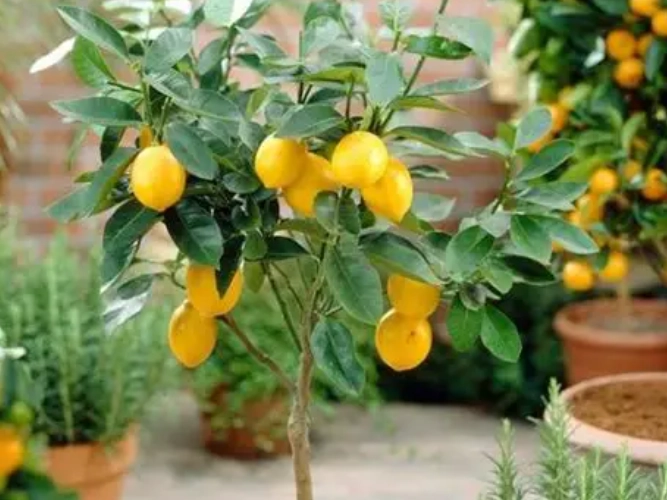 檸檬樹修剪時間