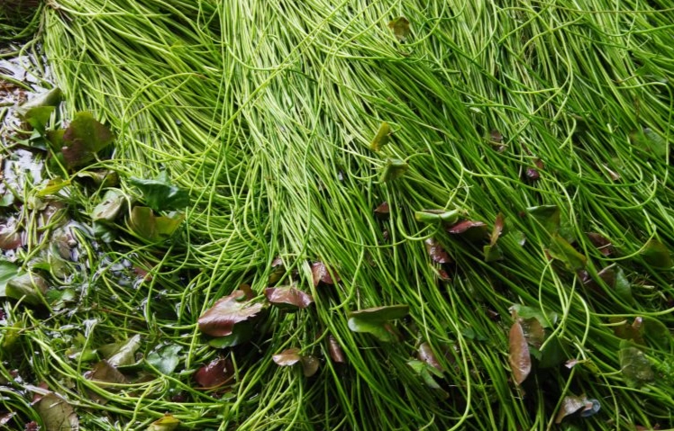 水蓮菜栽培方法