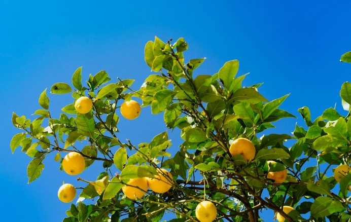 盆栽檸檬樹養護