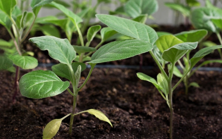 種子發芽技巧 種子發芽技巧
