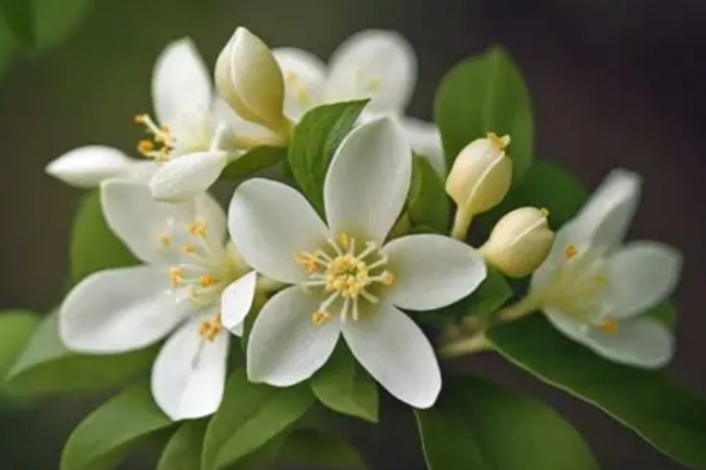 茉莉花施肥方法