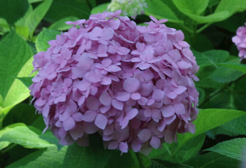 繡球花葉子修剪