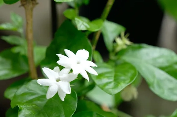茉莉花種植方法