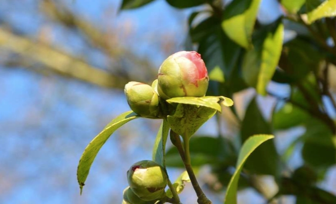 茶花養護技巧 茶花養護技巧
