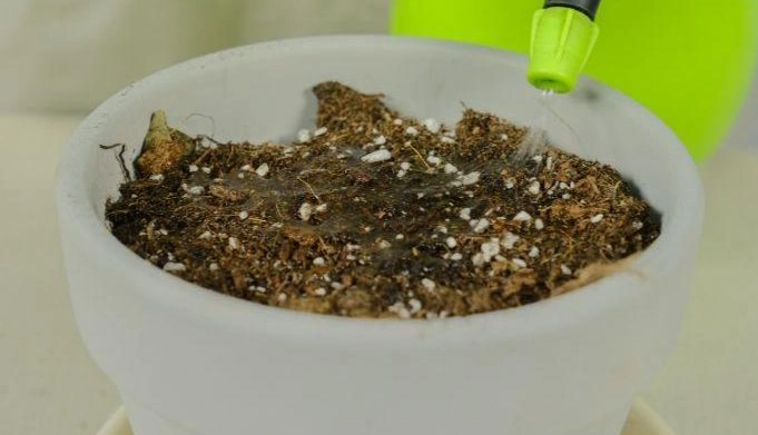 催芽步驟 催芽步驟