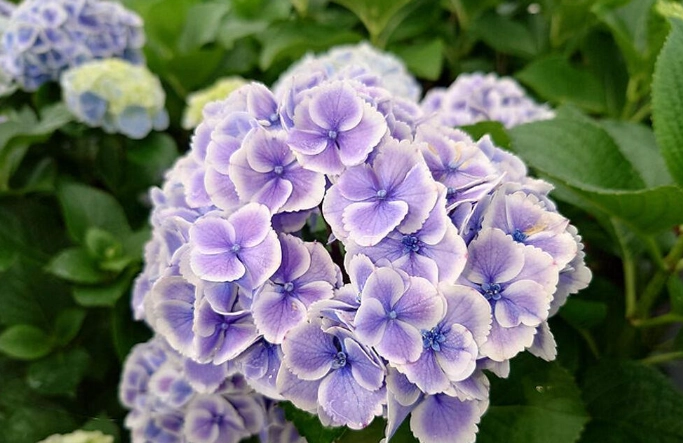 鑽石繡球花照顧