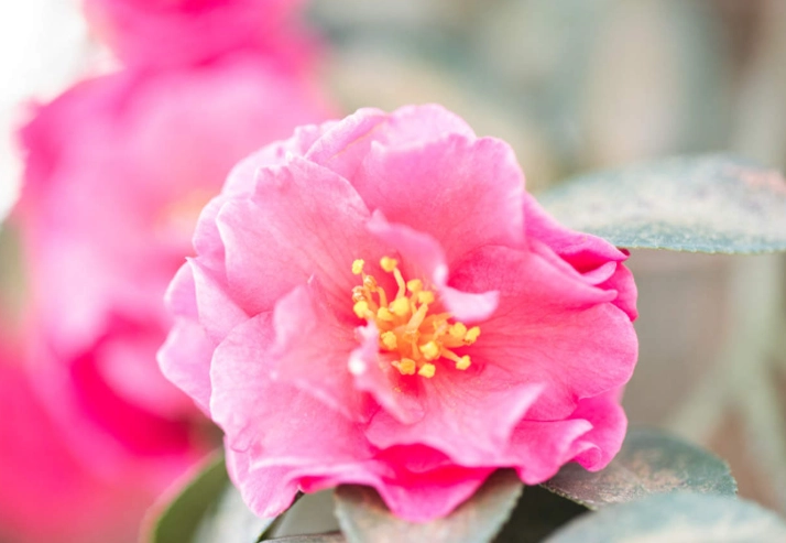 茶花養護指南 茶花養護指南