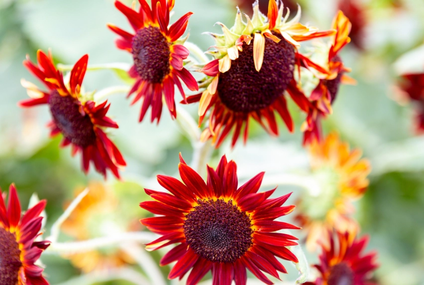 紅色向日葵品種