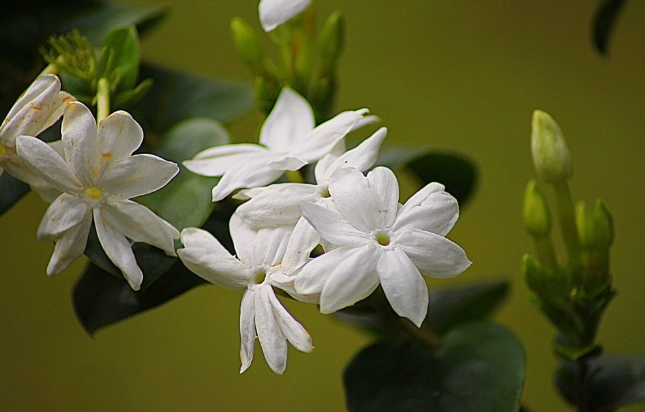 茉莉花照顧方法