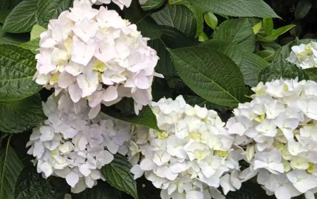 鑽石繡球花照顧