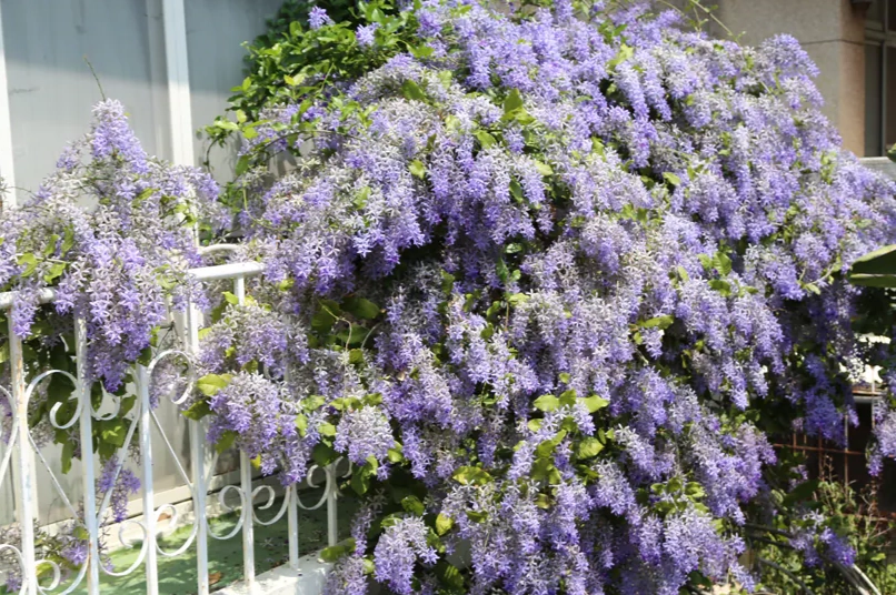 錫葉藤養護 錫葉藤養護