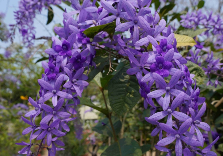 錫葉藤養護 錫葉藤養護