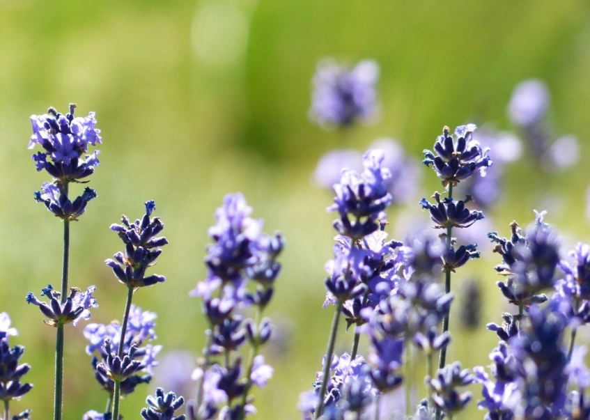 薰衣草盆栽方法