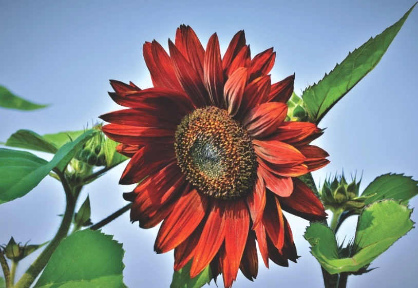 紅色向日葵栽培方法