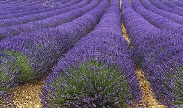 頭狀薰衣草照顧