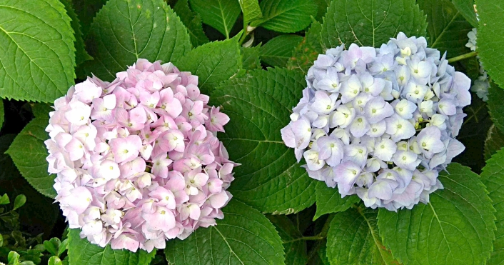 繡球花不開花原因
