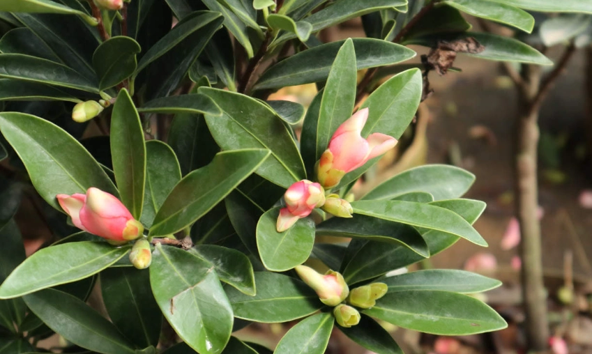 茶花栽培错误 茶花栽培错误