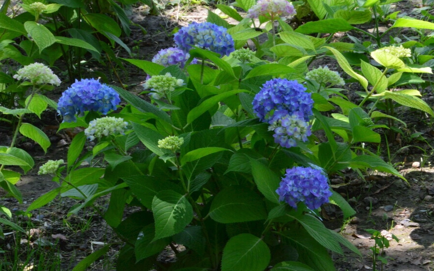 繡球花養護方法