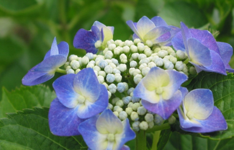 綉球花开花时间