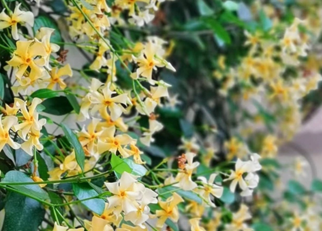 室內植物茉莉花