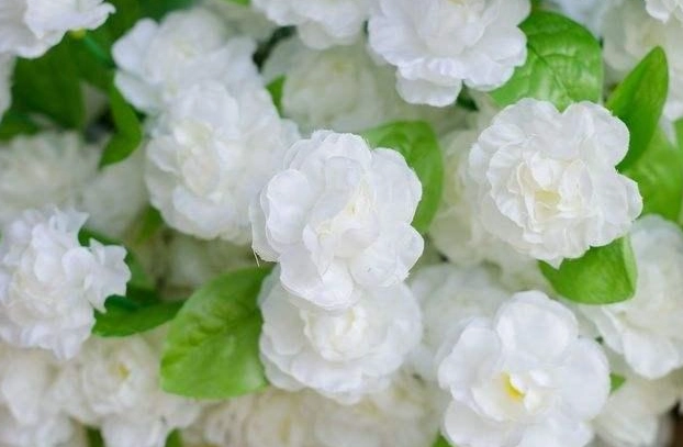 茉莉花養護指南